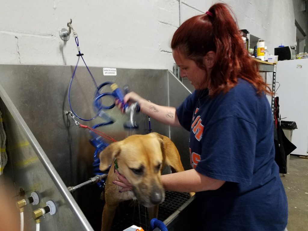 Non profit animal shelter jobs